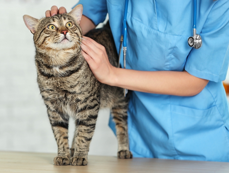 Veterinary Jobs in Boise