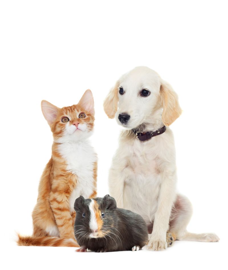 New client form for Eastgate Pet Clinic