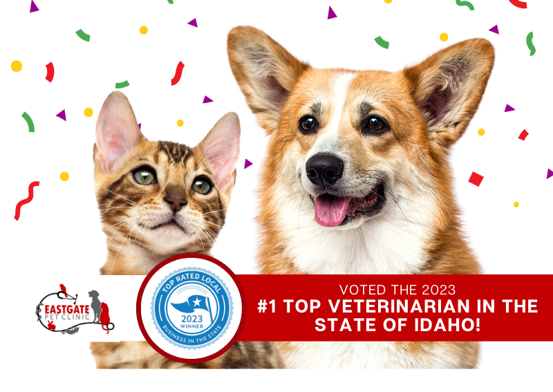 Carousel Slide 1: We're proud to have been voted Best Veterinarian in the state of Idaho!!